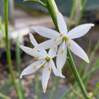 Anthericum liliago 
